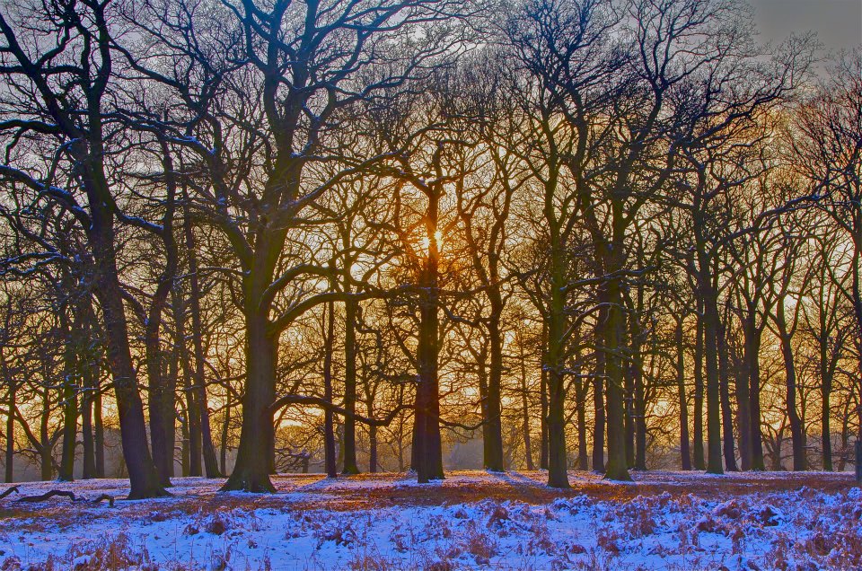 55 Richmond Park.jpg